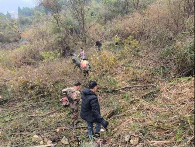干群齐心美家园，义务劳动展新风  ——雷坪镇上岗村组织开展道路环境整治活动