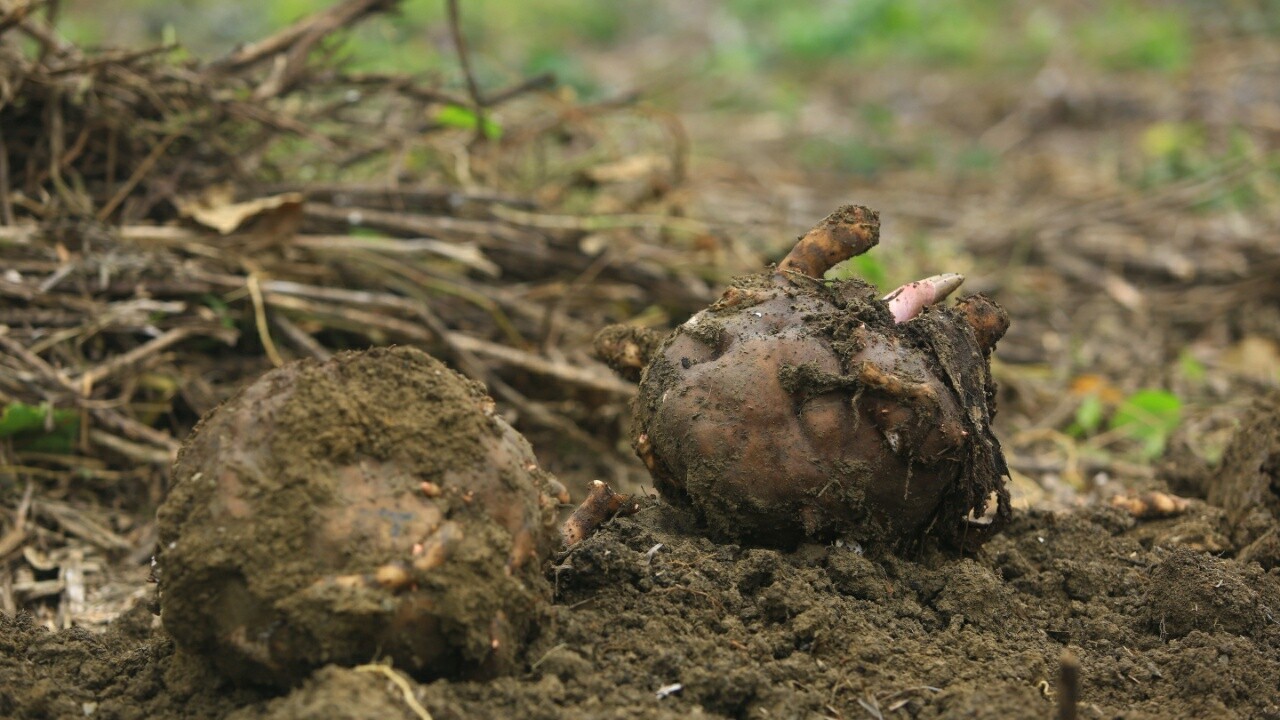 深入推进“六大新行动” 全面实施“七大攻坚”丨我县千亩魔芋获丰收  特色产业助推乡村振兴