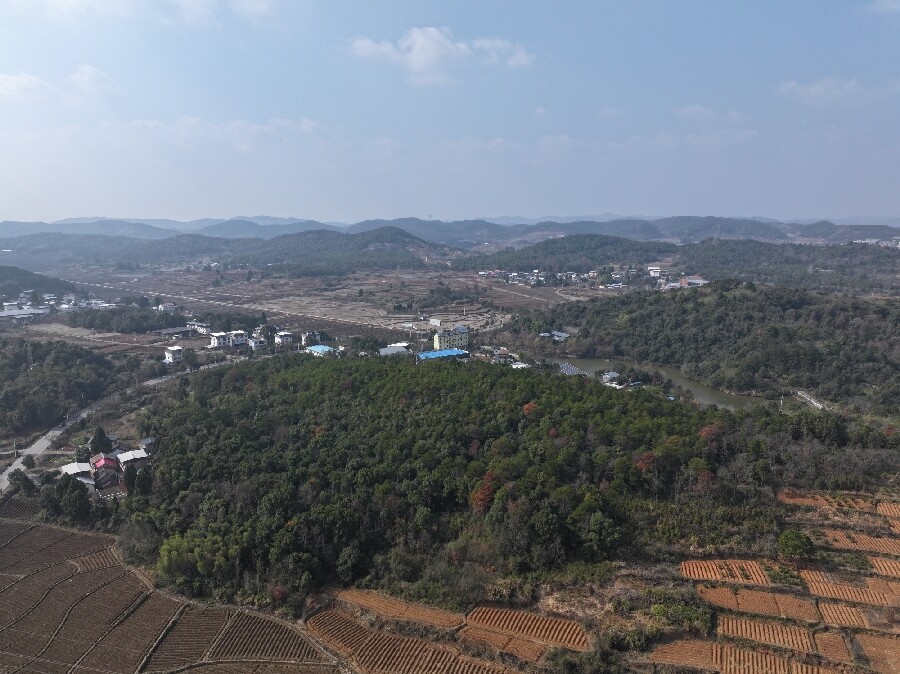 深入推进“六大新行动” 全面实施“七大攻坚” 丨我县松材线虫病防治探索出“生态+经济”双赢路径