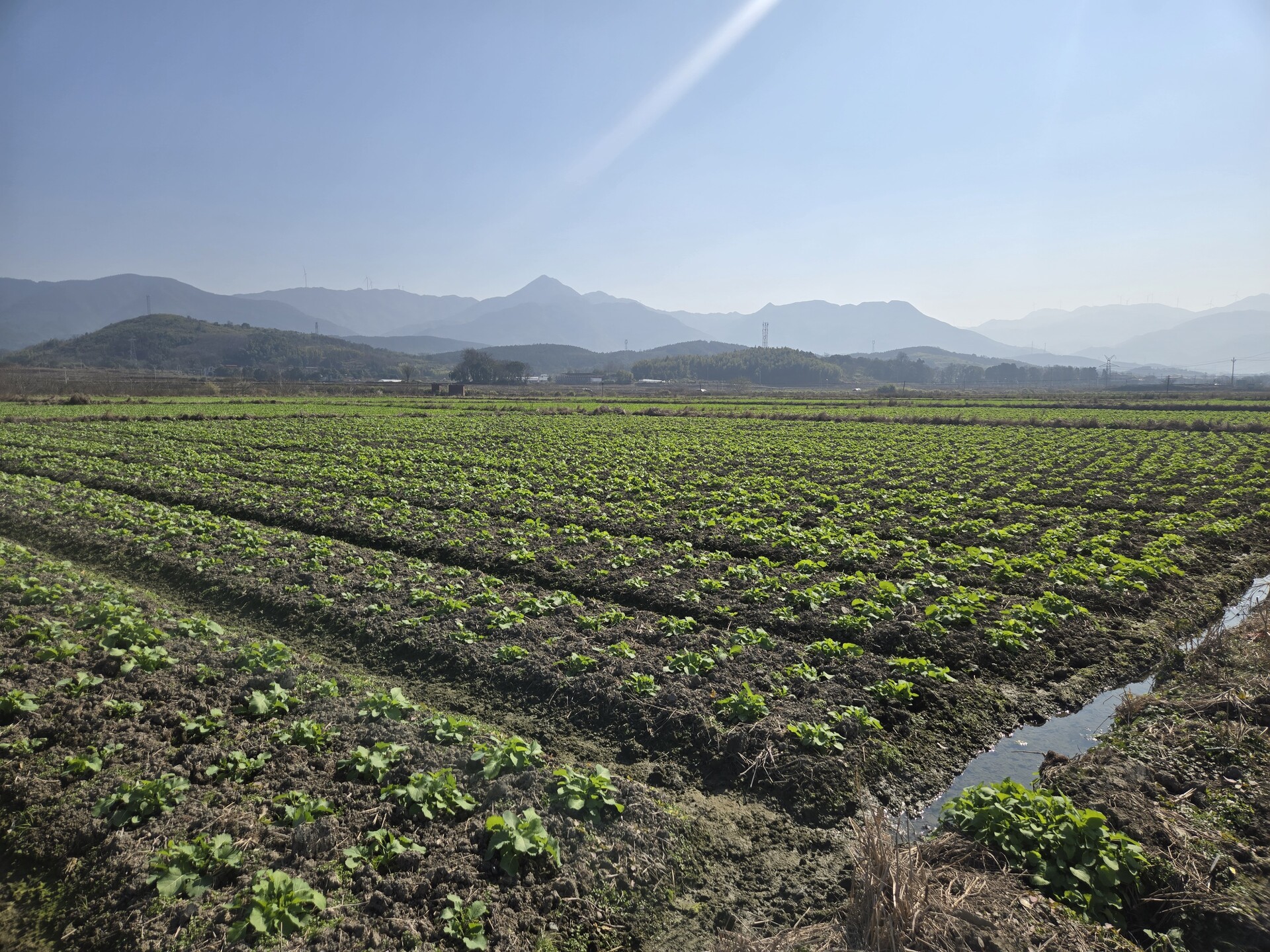 农技下乡“把脉问诊”   护航油菜安全越冬