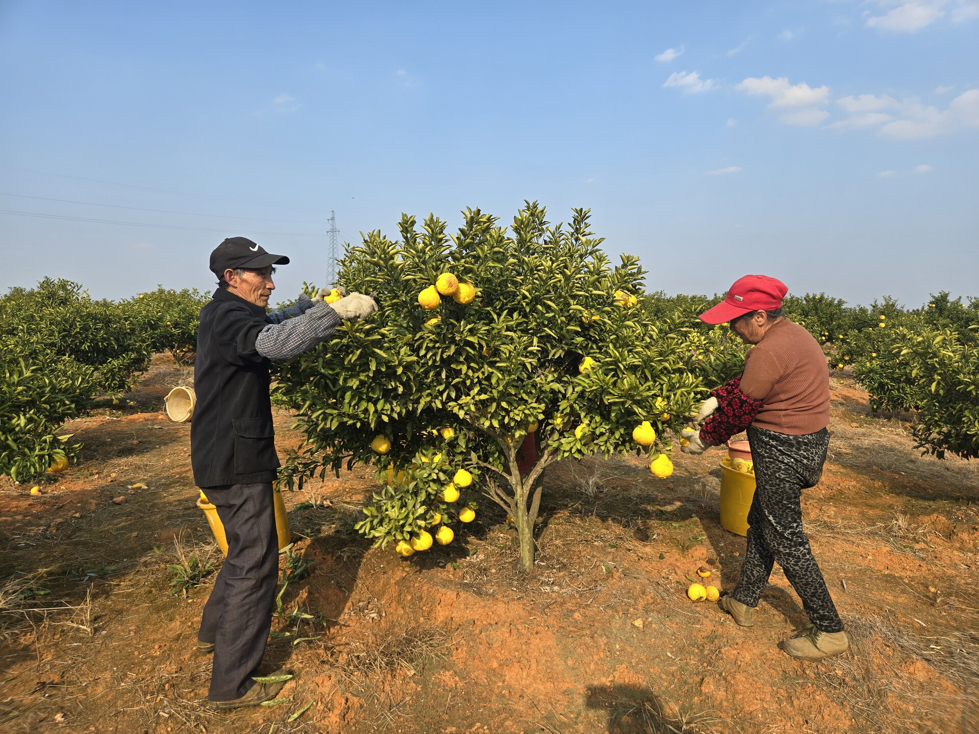 深入推进“六大新行动” 全面实施“七大攻坚”|黄金贡柚采摘忙 乡村振兴“柚”添丰景