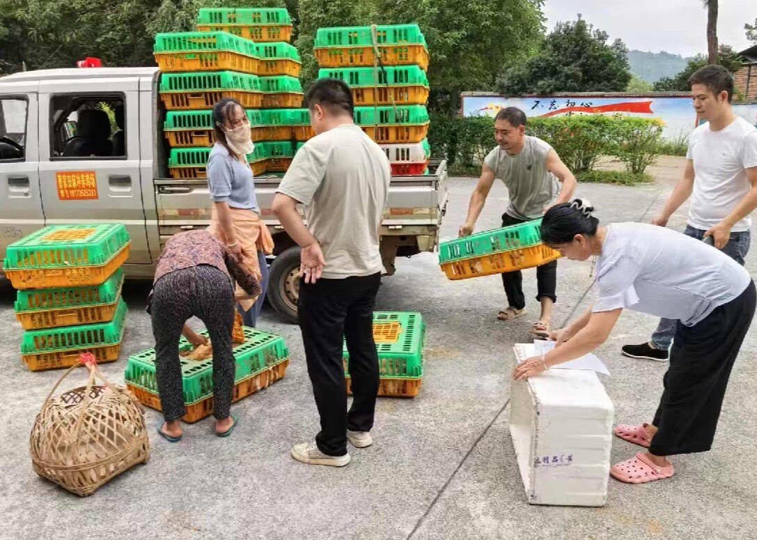 多方举措强根基 樟市乡村振兴落地生根