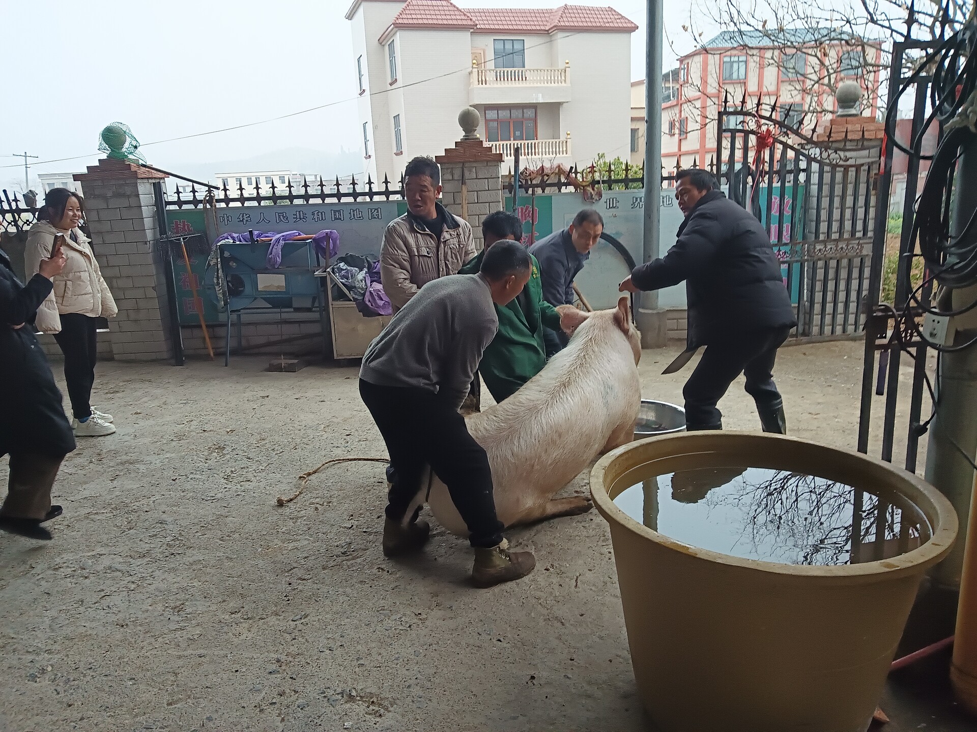新春走基层 |杀年猪  办年宴   村民喜迎新春