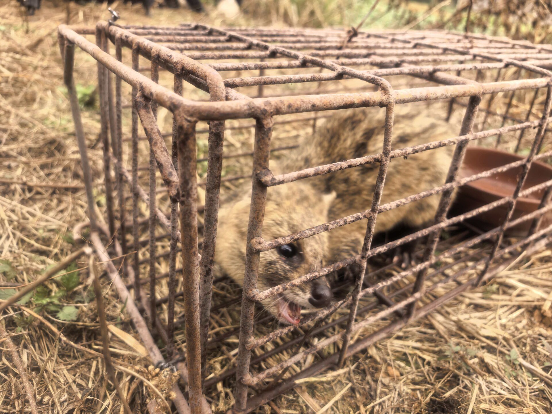 我县放归获救国家一级保护动物小灵猫