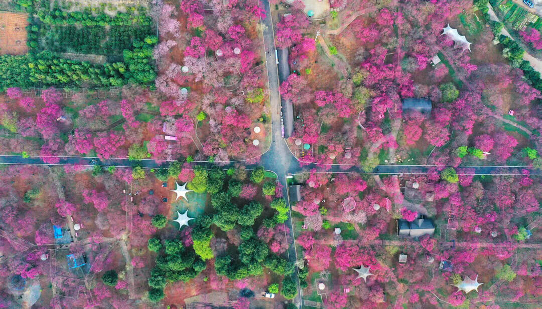 新春走基层 | 我县千亩樱花迎春绽放 游客共赴“春光之约”