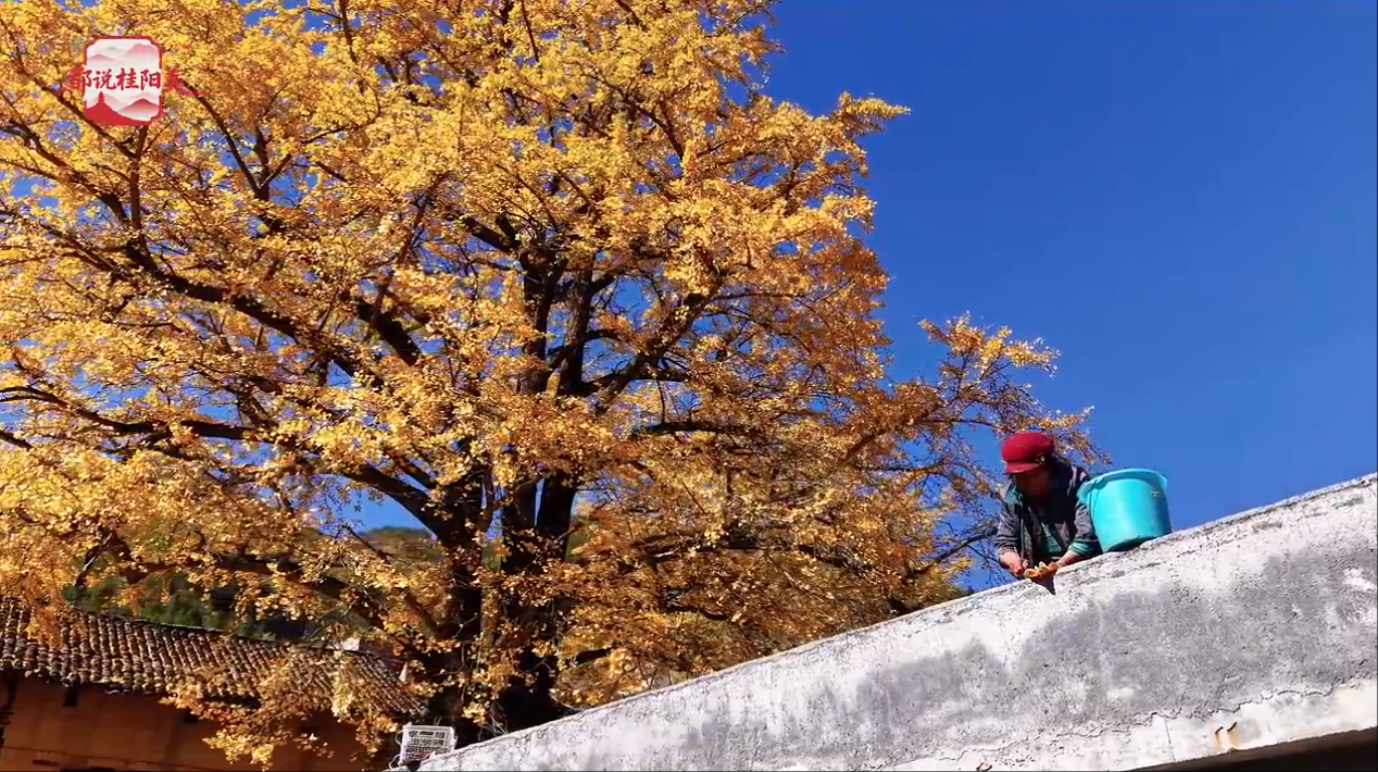 都说桂阳美·银杏树下的李白村