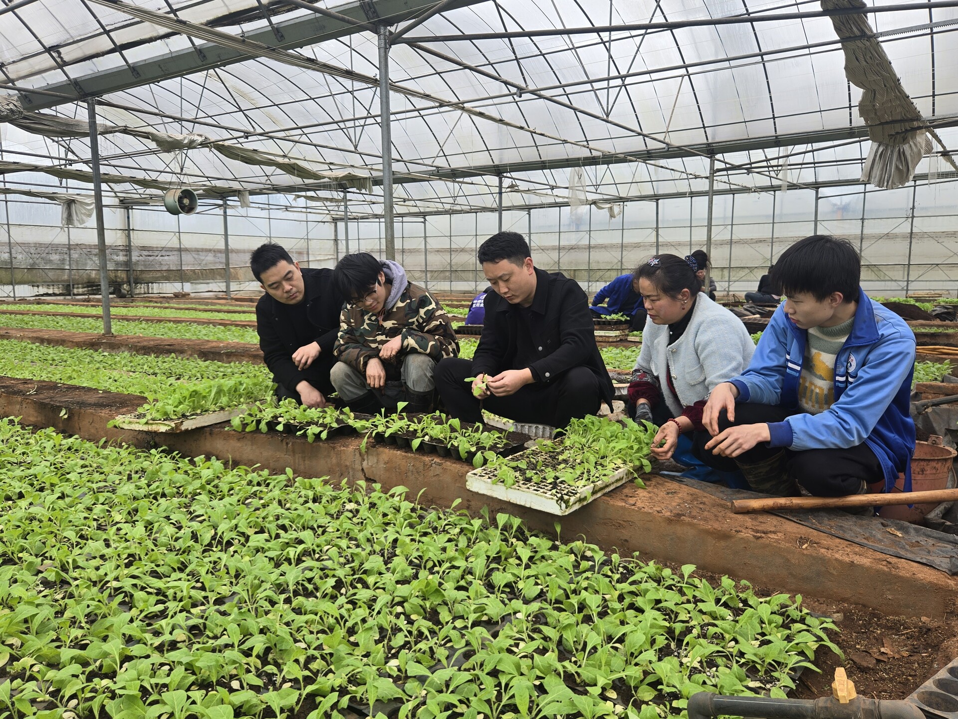 人勤春早丨我县 25万亩烟苗寄栽工作全面启动