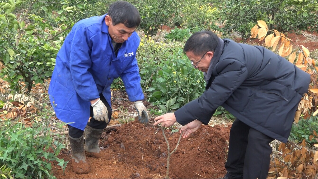 人勤春早丨县农业农村局技术服务下乡 助力脐橙产业提质增效