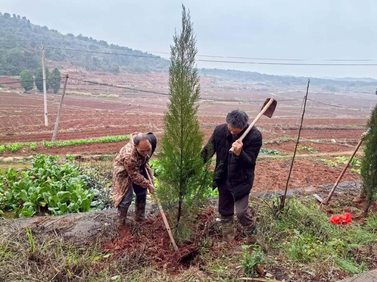 桂阳县樟市镇：植树添新绿 不负好春光