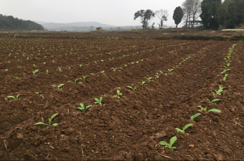 桂阳县樟市镇：抢抓春耕“黄金期” 烟叶移栽绘振兴