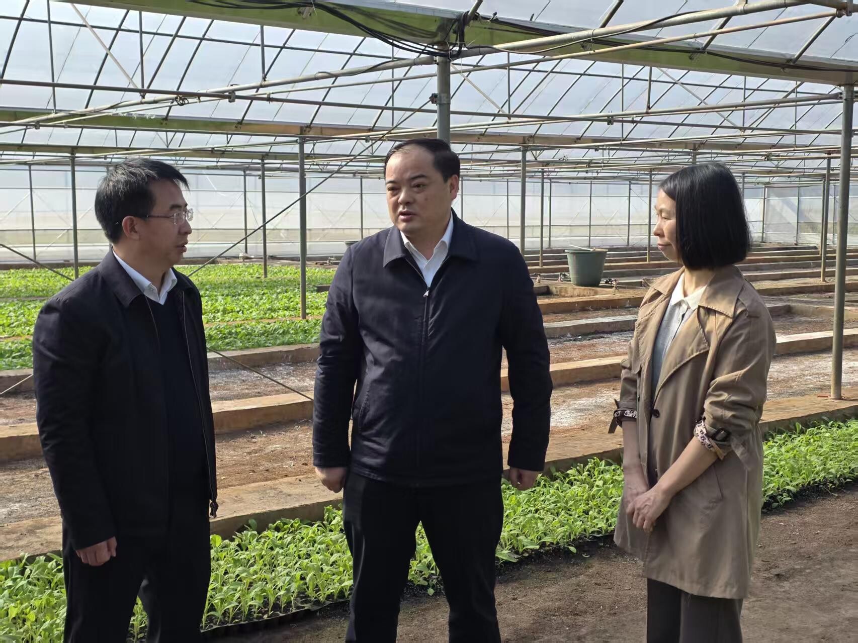 李志强践行“四下基层”调研烟叶生产、农业特色产业发展和民生实事办理暨开展“走找想促”活动