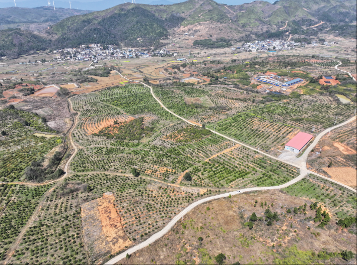 我县百亩沃柑喜丰收 果香四溢促振兴