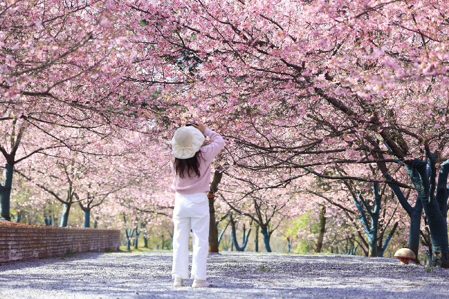 县农科所：樱花二期“粉红佳人”盛开  引客踏春来