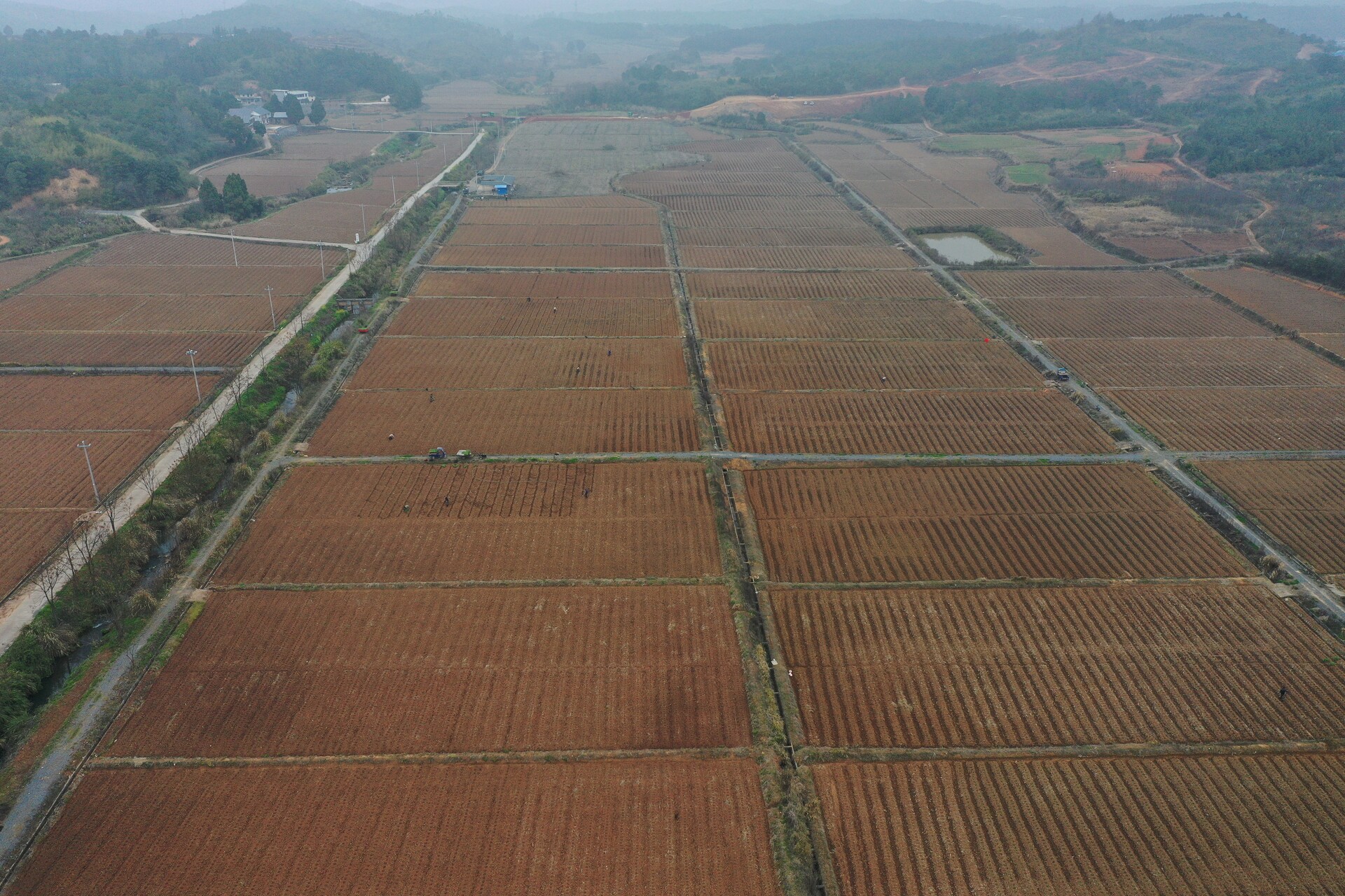 人勤春早 | 我县25万亩烤烟移栽     “金色产业”开启新征程