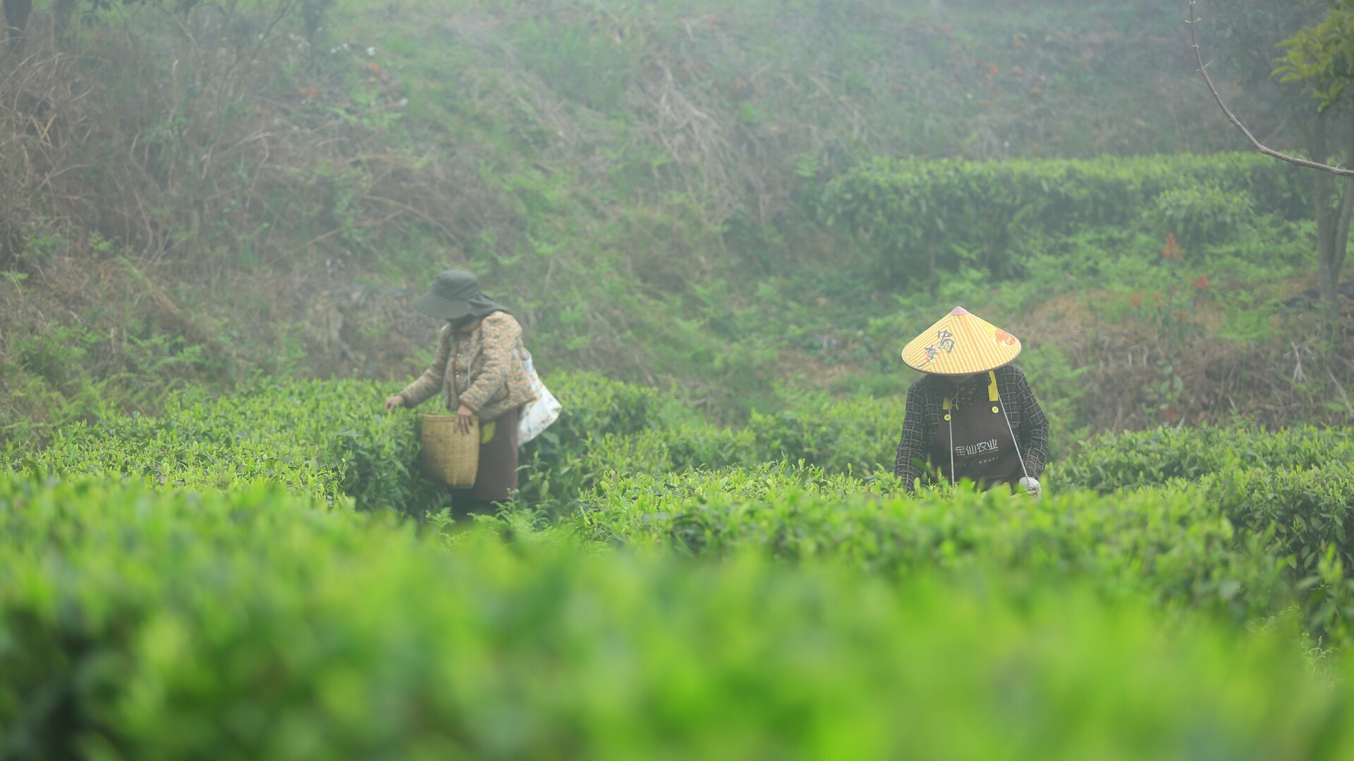 人勤春早|荷叶镇：千亩春茶采收忙  茶香溢满振兴路