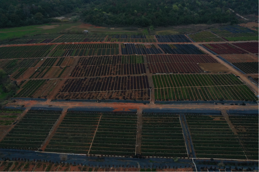 持续深化“六大新行动”  全力实施“开局八好”|舂陵江镇春江村：苗木产业铺就乡村振兴绿色共富路