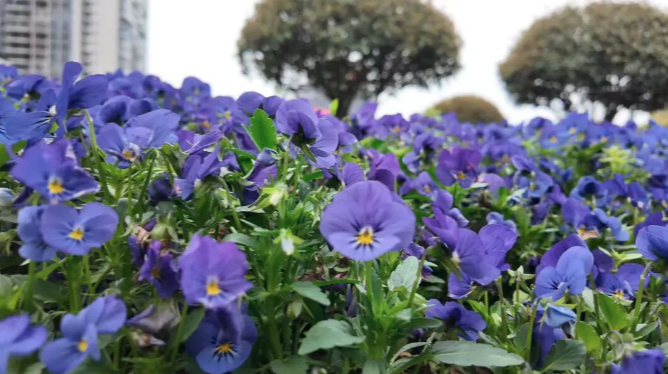 春色满城花竞放  蓉城添彩焕新颜