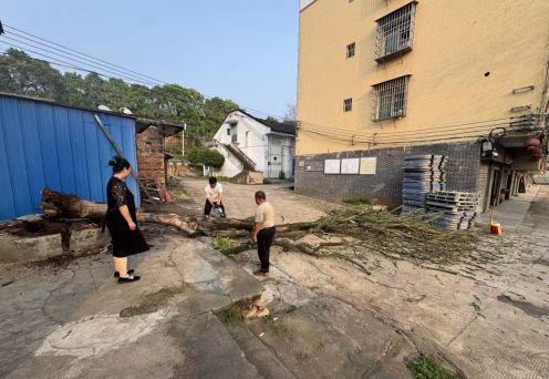 和平镇：快速处置枯树安全隐患 筑牢群众生命安全防线