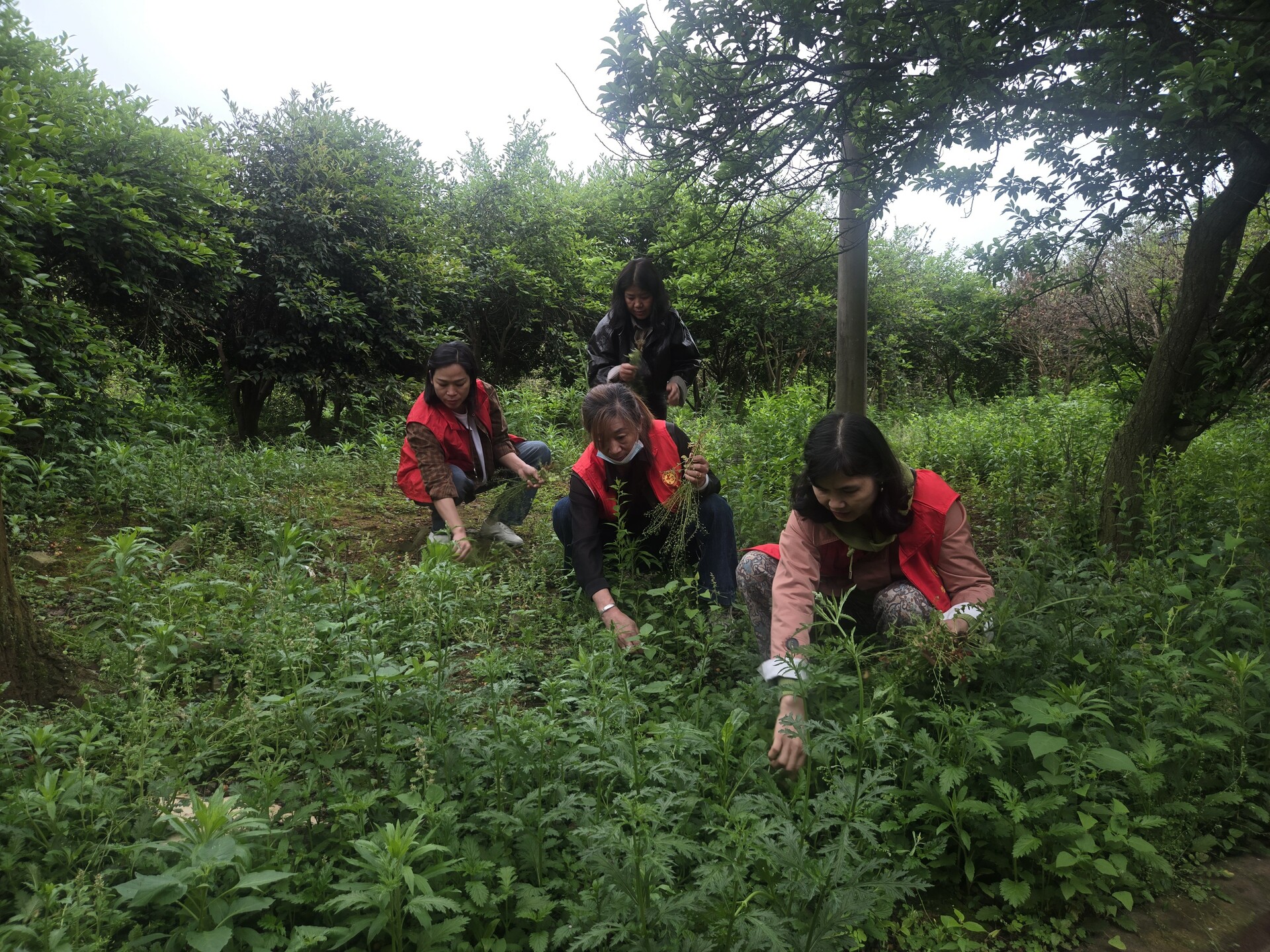 三月三荠菜煮蛋  志愿者敬老院送温情