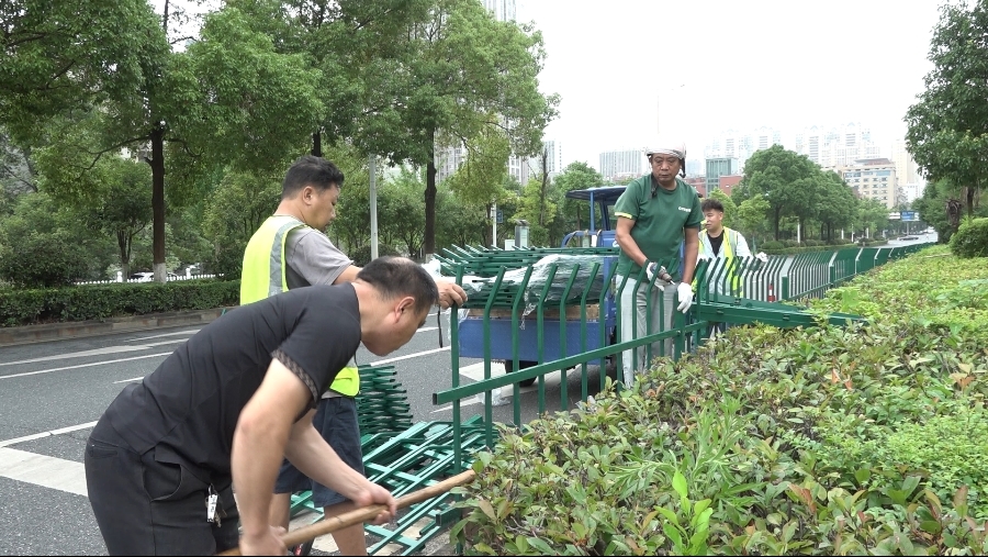 绿化护栏守护绿意与安全  城管精细化治理显成效