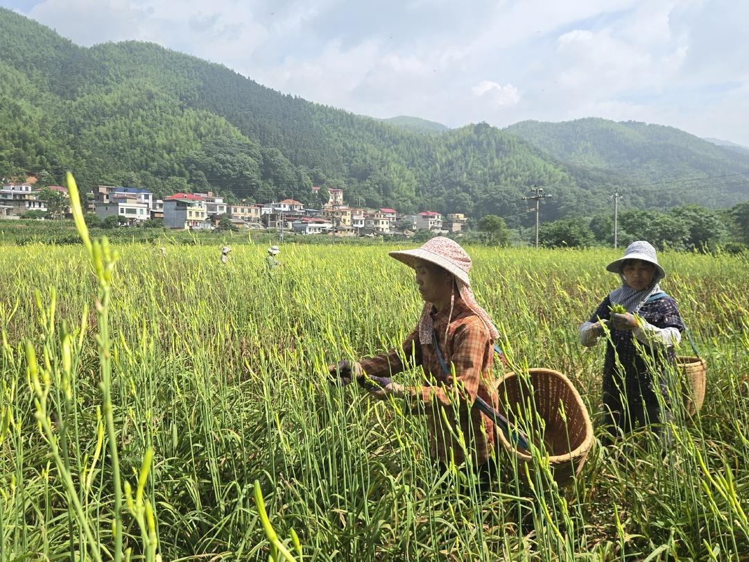 持续深化“六大新行动” 全力实施“开局八好” | 1600亩黄花菜丰收 “小金花”铺就乡村振兴“黄金路”