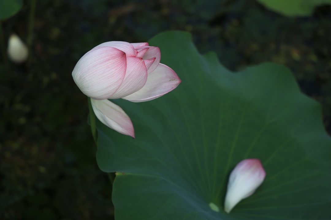 正和镇：荷花盛开 美在当“夏”