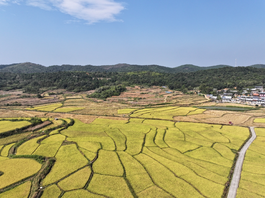 持续深化“六大新行动” 全力实施“开局八好”｜金秋稻浪翻滚 稳粮增收齐头并进