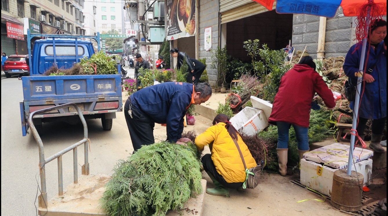 人勤春早|苗木市场“春意浓”   购销两旺正当时