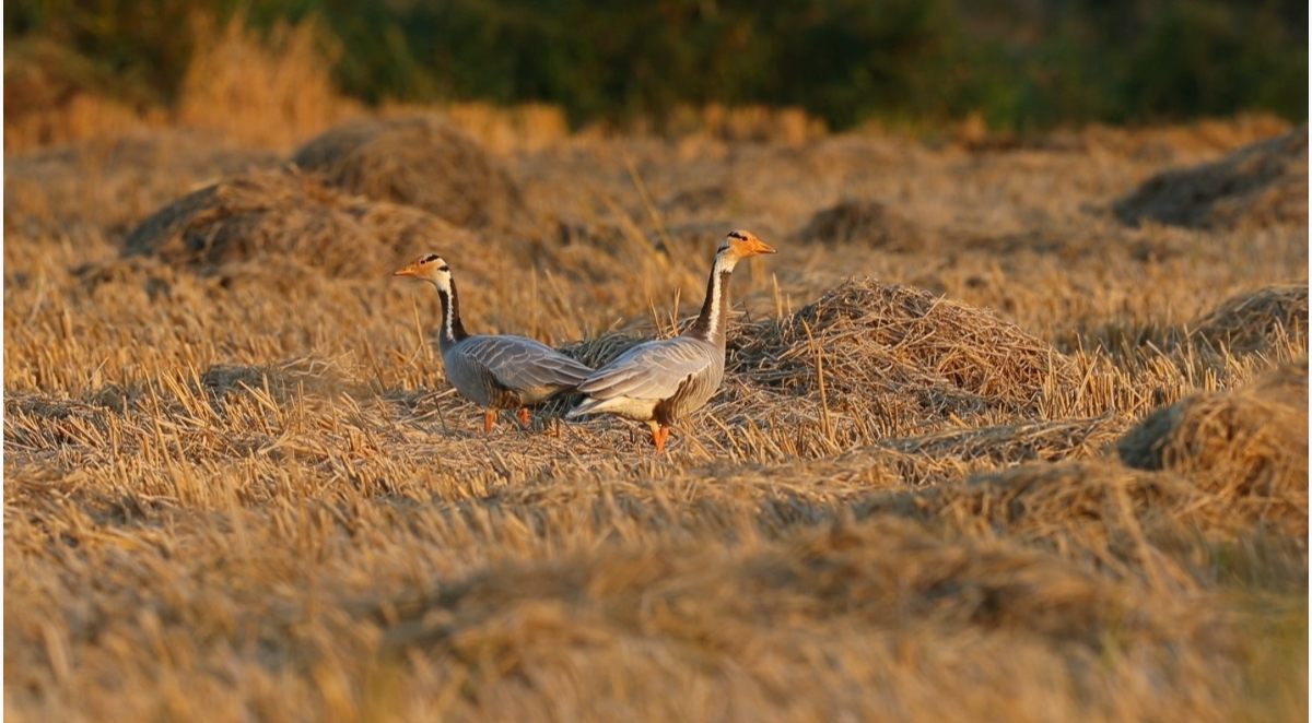 飞越数千公里 “高原精灵”斑头雁首次打卡郴州